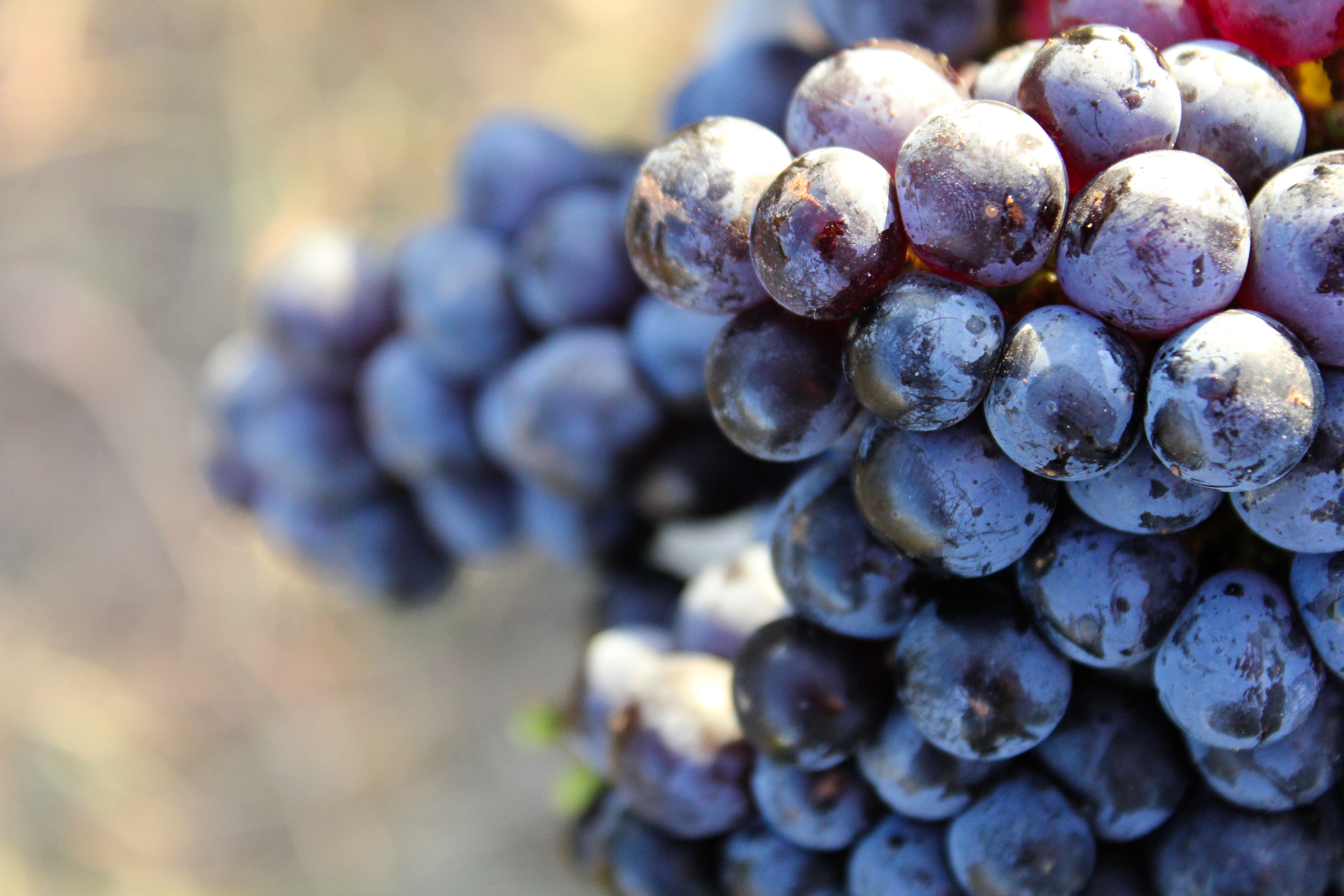 The Faces of Harvest