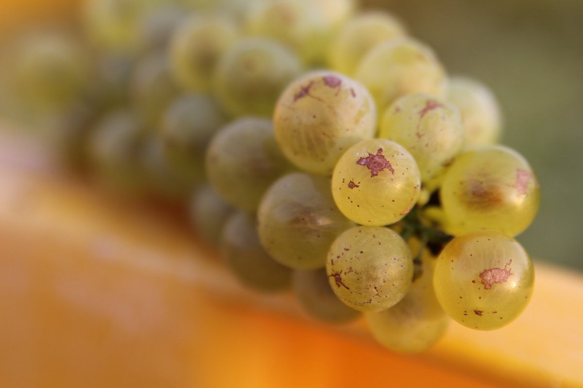 A word from the winemaker: What is ORANGE wine?